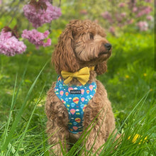 Load image into Gallery viewer, Up and Away Harness