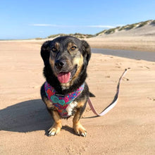 Load image into Gallery viewer, Uptown Funk Harness