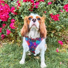 Load image into Gallery viewer, Uptown Funk Harness