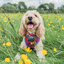 Load image into Gallery viewer, Uptown Funk Harness