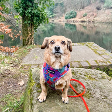 Load image into Gallery viewer, Uptown Funk Harness