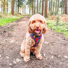 Load image into Gallery viewer, Uptown Funk Harness