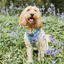 Load image into Gallery viewer, Up and Away Harness