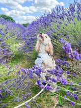 Load image into Gallery viewer, Signature Spots Bundle