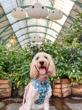 Load image into Gallery viewer, Up and Away Harness