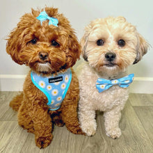 Load image into Gallery viewer, Daisy Dream Bow