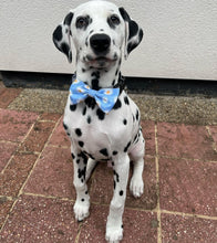 Load image into Gallery viewer, Daisy Dream Bow