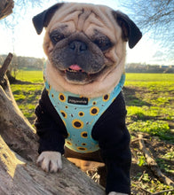 Load image into Gallery viewer, Sunflower Buzz Harness