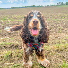 Load image into Gallery viewer, Uptown Funk Harness