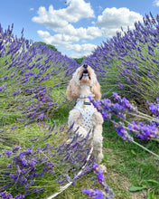 Load image into Gallery viewer, Signature Spots Harness