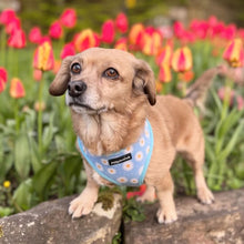 Load image into Gallery viewer, Daisy Dream Harness