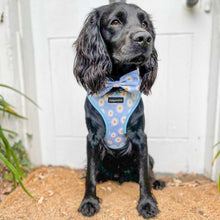 Load image into Gallery viewer, Daisy Dream Harness