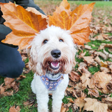 Load image into Gallery viewer, Who Let The Dogs Out Harness