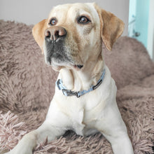 Load image into Gallery viewer, Daisy Dream Collar