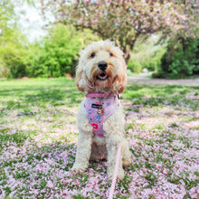Load image into Gallery viewer, Donut Date Harness