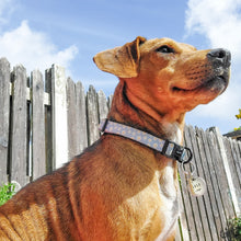 Load image into Gallery viewer, Daisy Dream Collar