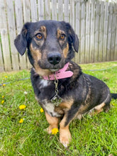 Load image into Gallery viewer, Vegan Leather Collars