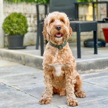 Load image into Gallery viewer, Green Leopard Collar