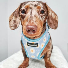 Load image into Gallery viewer, Daisy Dream Harness