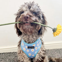 Load image into Gallery viewer, Daisy Dream Harness