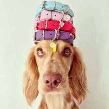Load image into Gallery viewer, Vegan Leather Collars