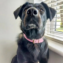 Load image into Gallery viewer, Vegan Leather Collars