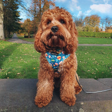 Load image into Gallery viewer, Up and Away Harness