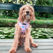 Load image into Gallery viewer, Donut Date Harness