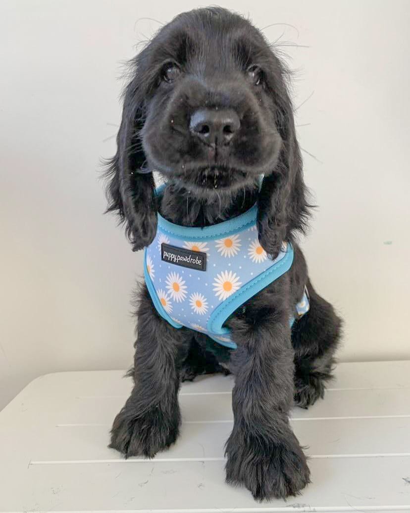 Daisy Cocker Spaniel Harness Size Daisy Dream Harness – Puppy Pawdrobe